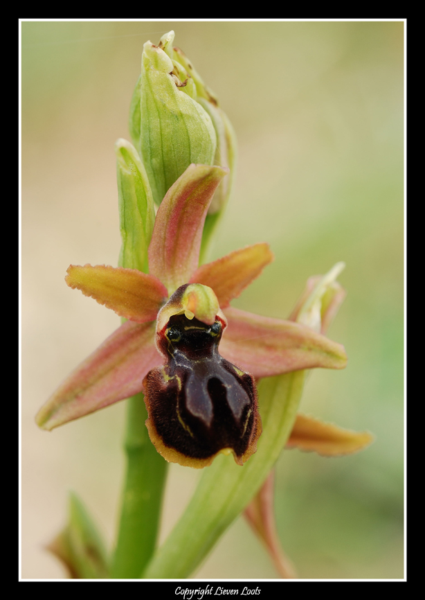 Ophrys sphegodes femmina :-)